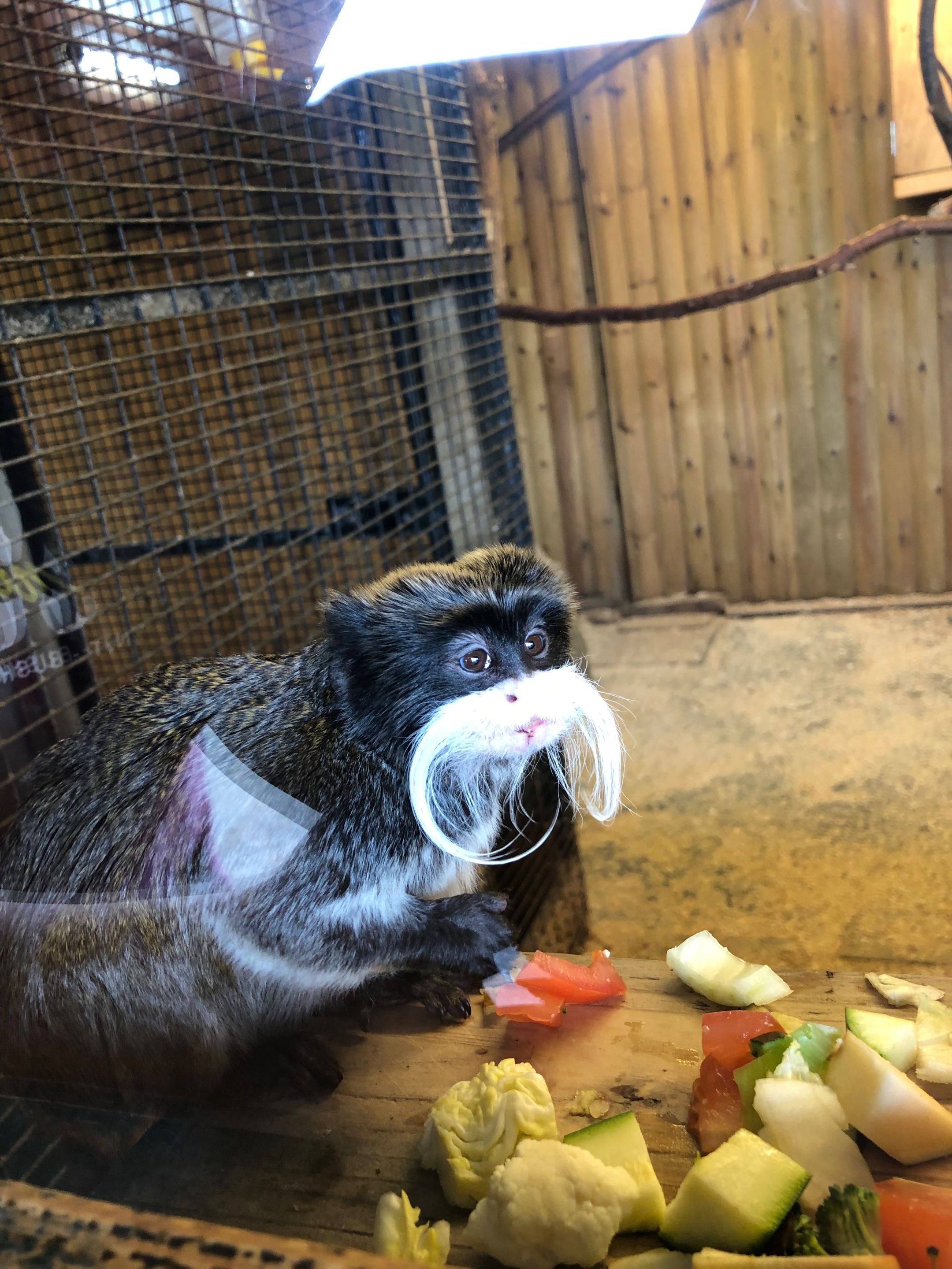 IMG_1531.jpeg
