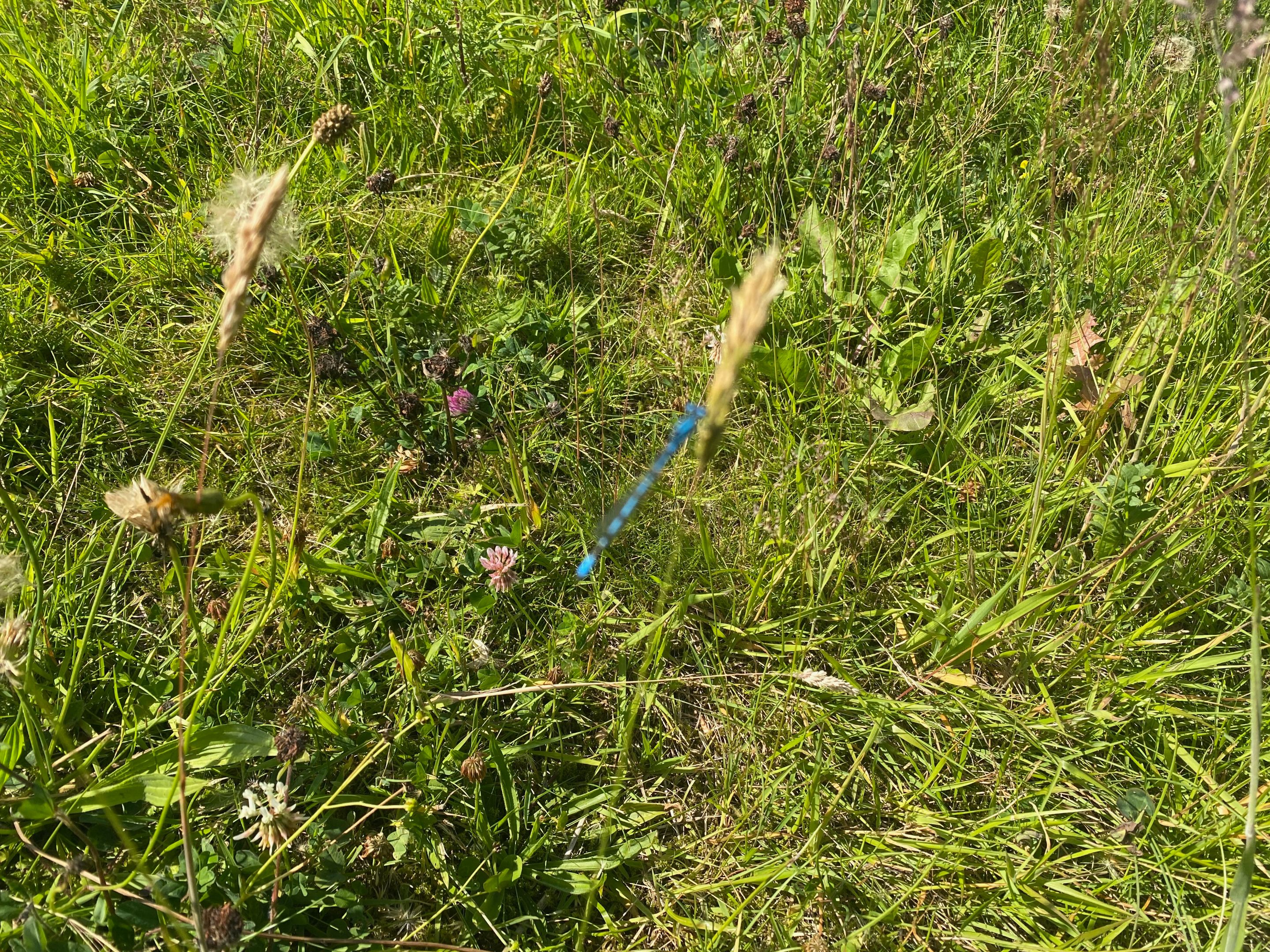 IMG_8361.jpeg