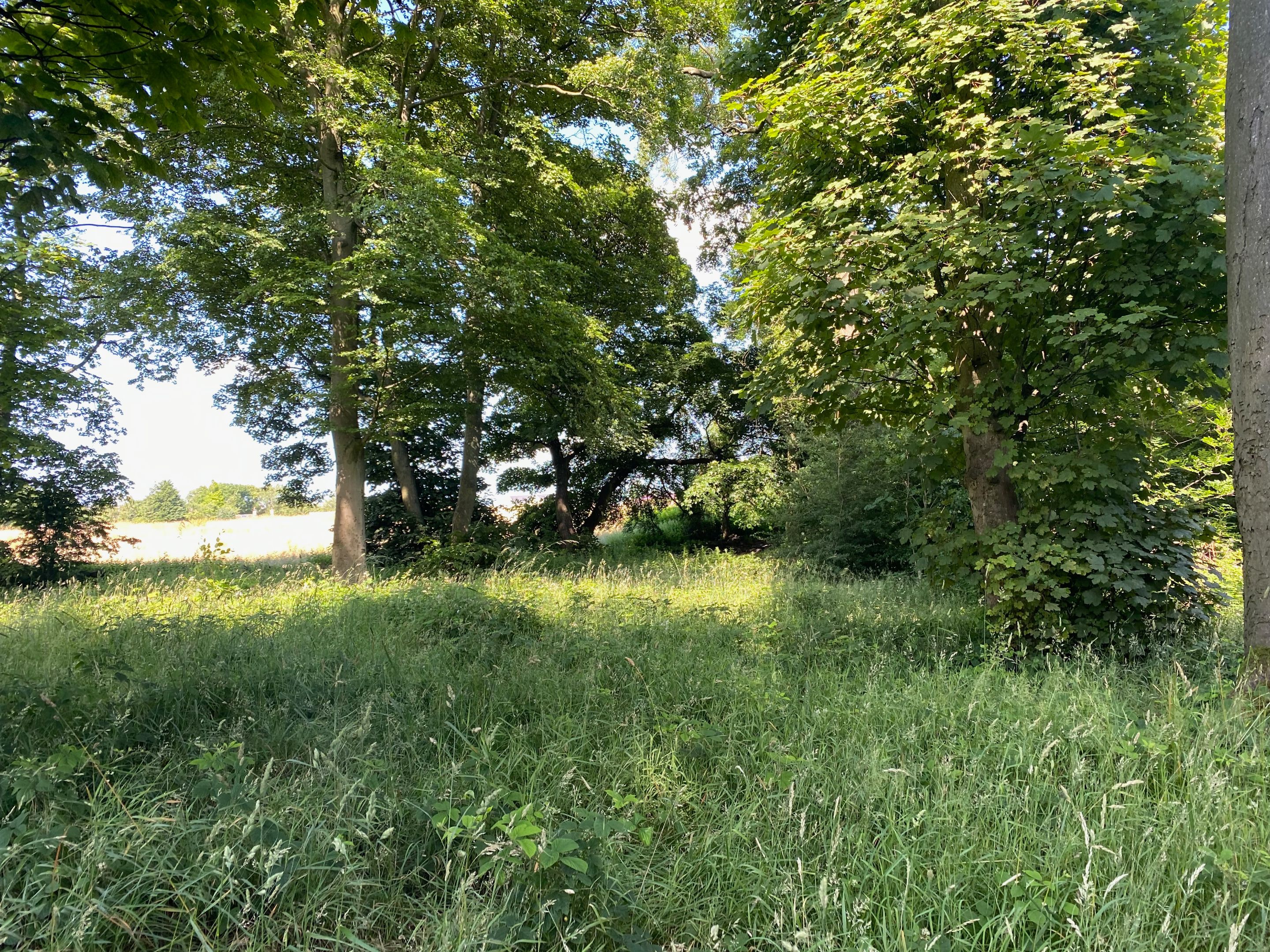 IMG_8382.jpeg