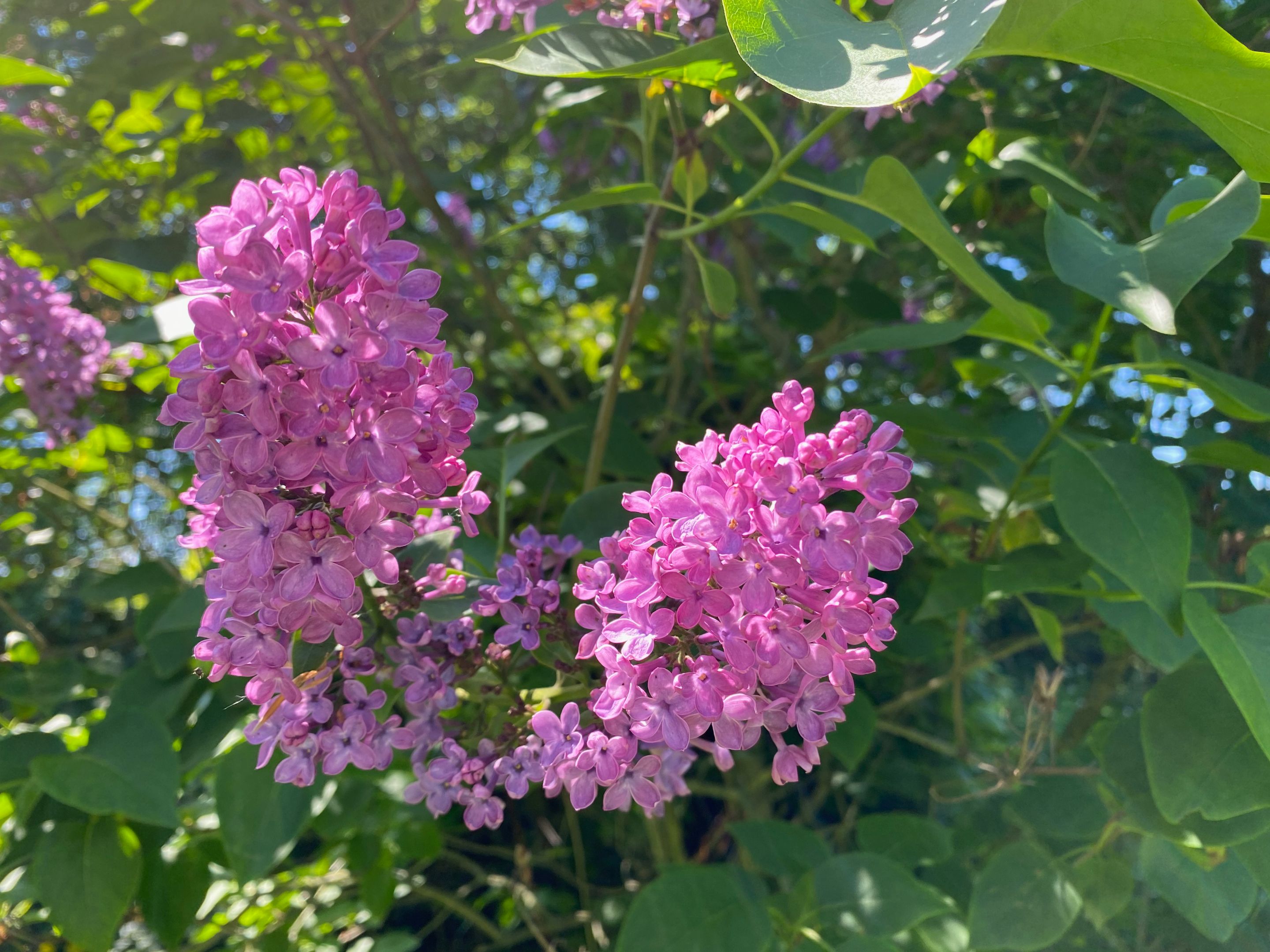 IMG_7984.jpeg