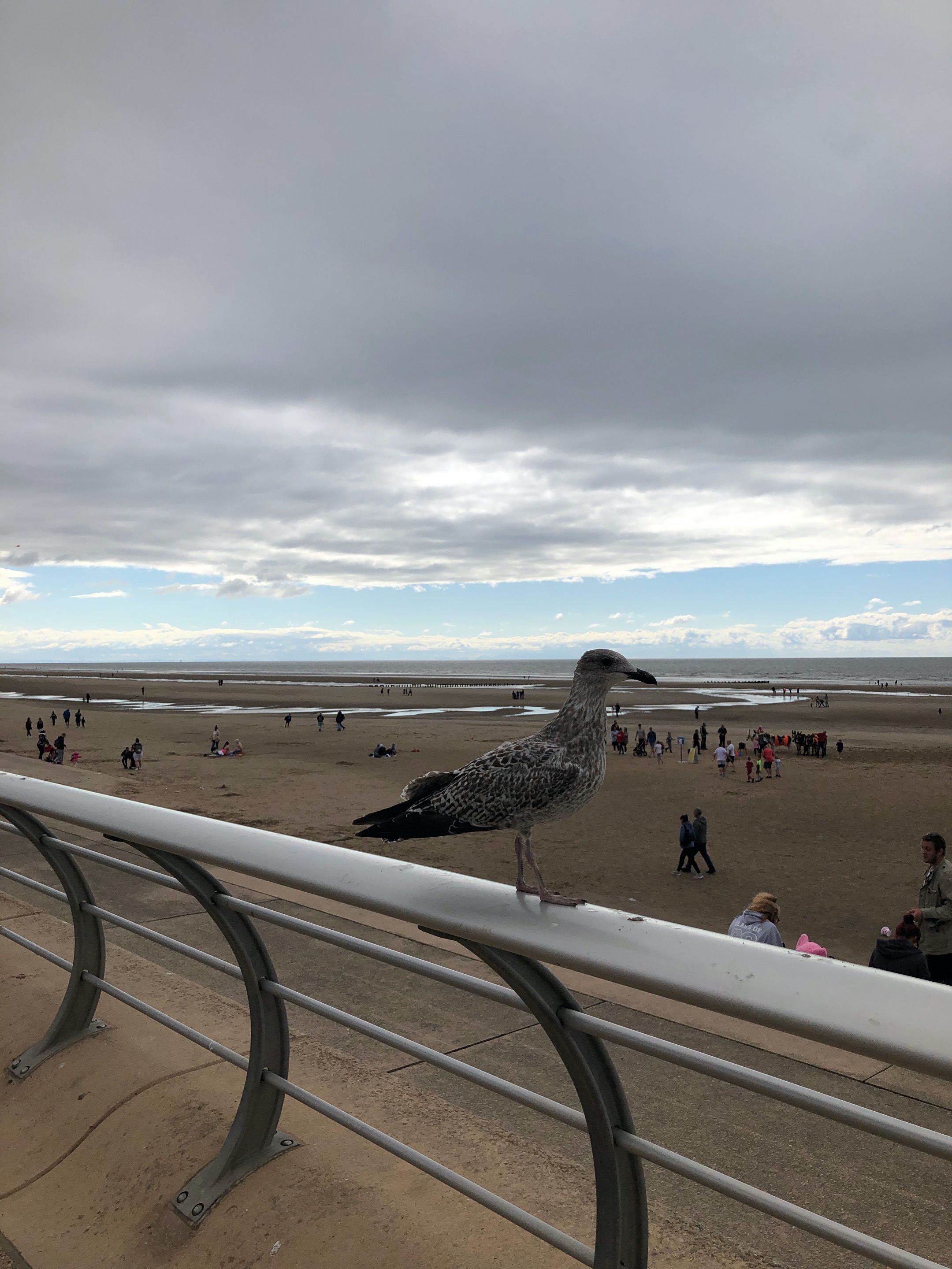 IMG_6722.jpeg