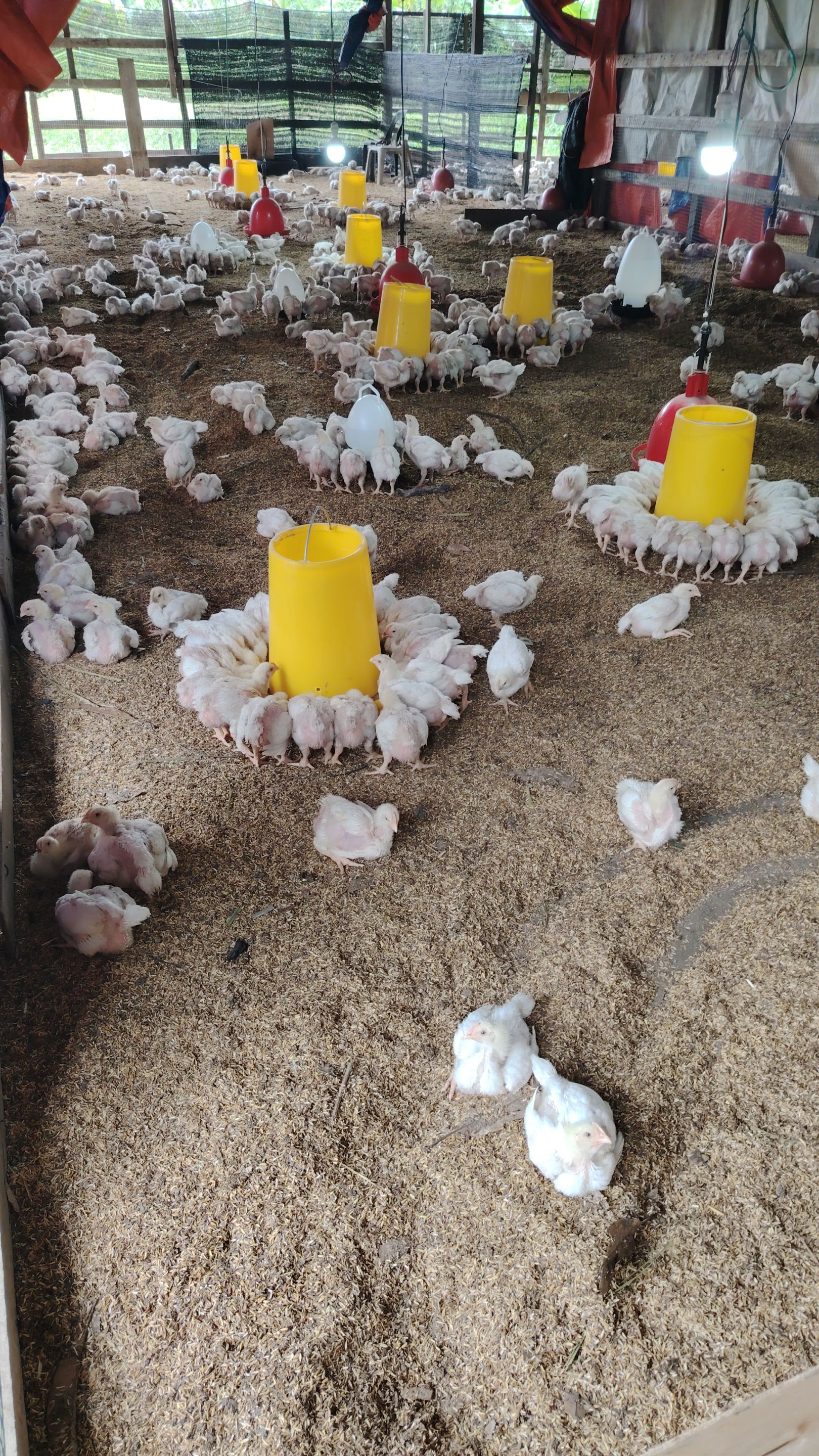 My chicken farm
