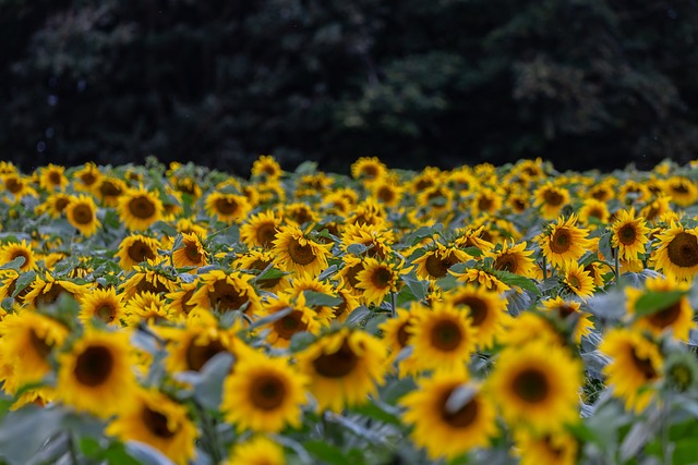 flower-5470156_640.jpg
