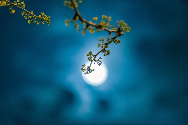 moon-5382924_640.jpg