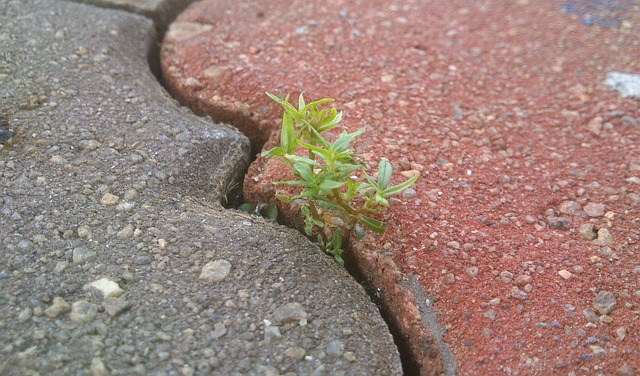 life-335446_640.jpg