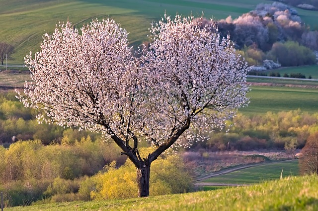 a-tree-5255288_640.jpg