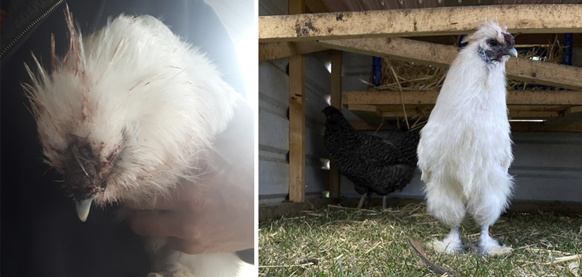 Chickens04.png
