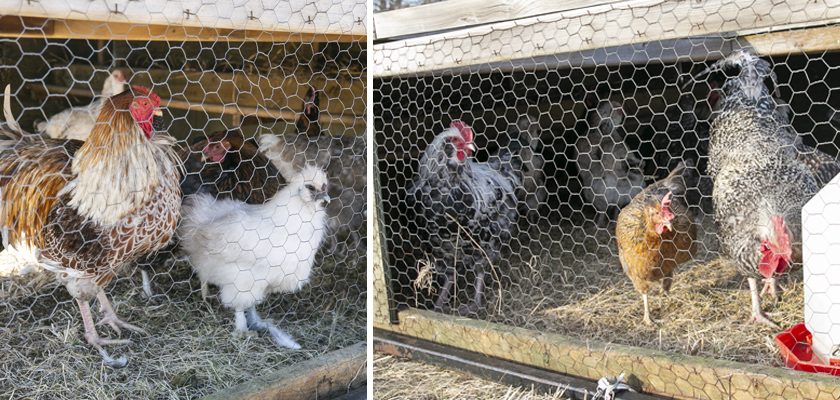 Chickens03.png