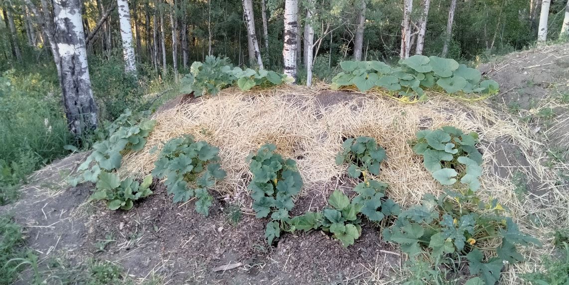 Hugel after planting.JPG