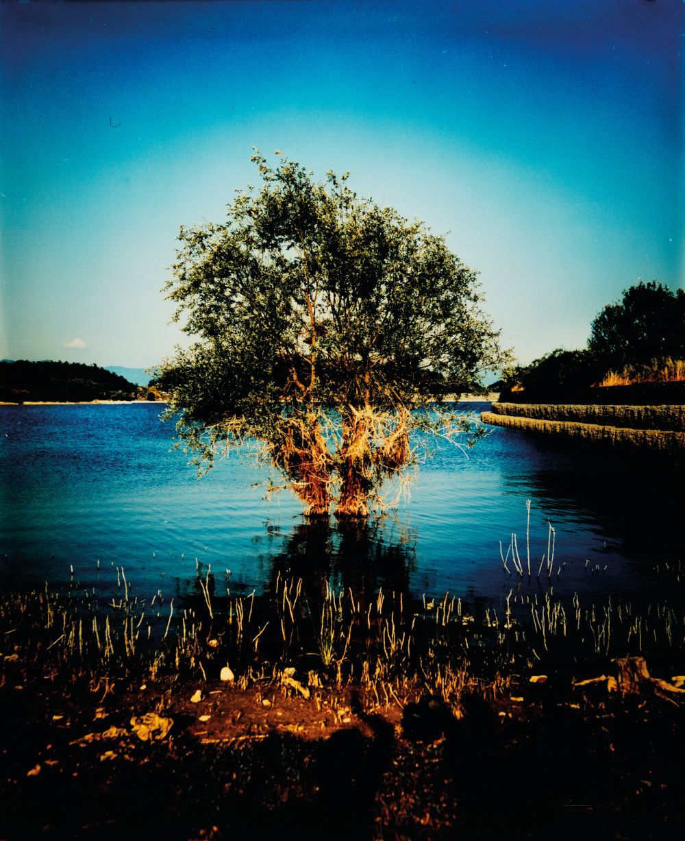 lovetree.jpg