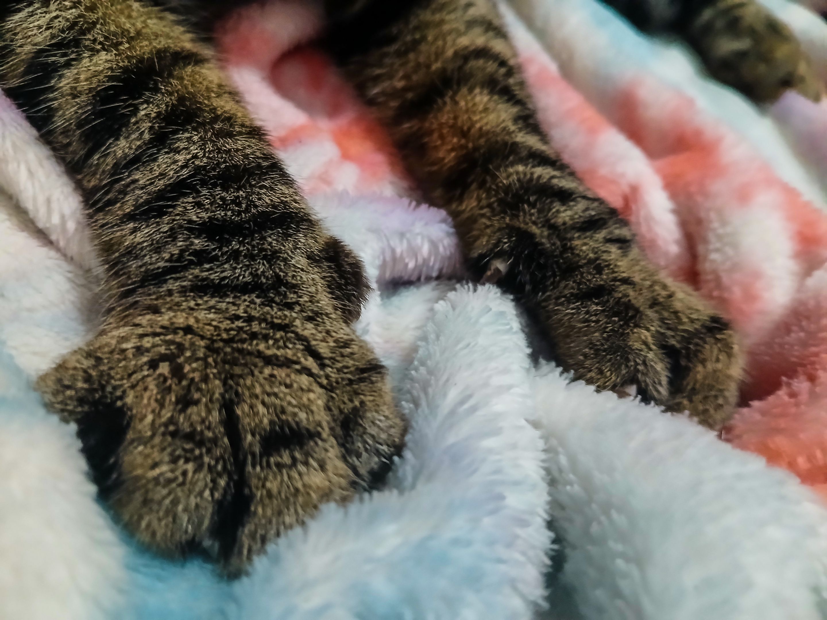 Mi gato Dio: El que ama "amasar" cobijas [ENG/ESP]