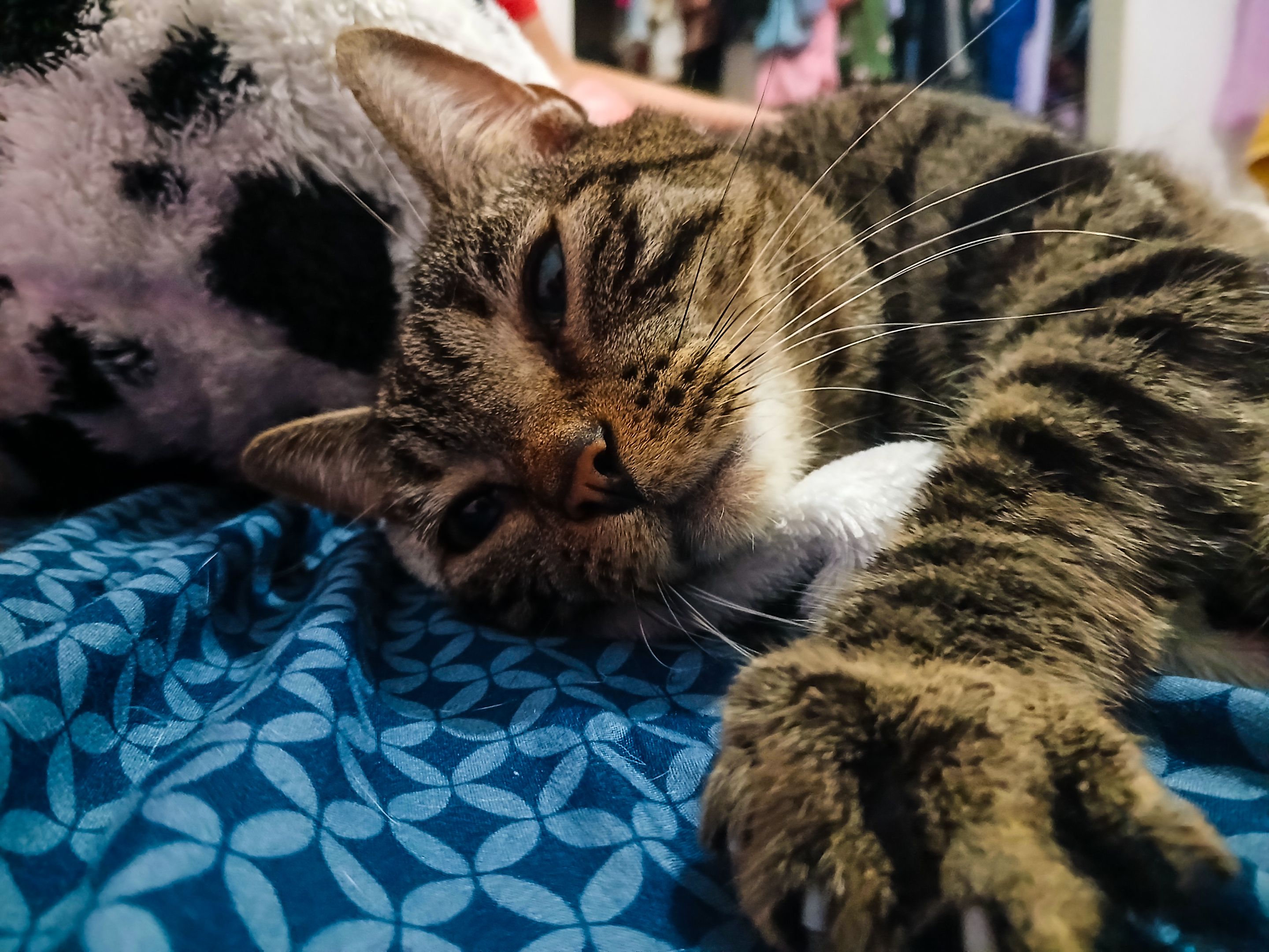 Mi gato Dio: El que ama "amasar" cobijas [ENG/ESP]