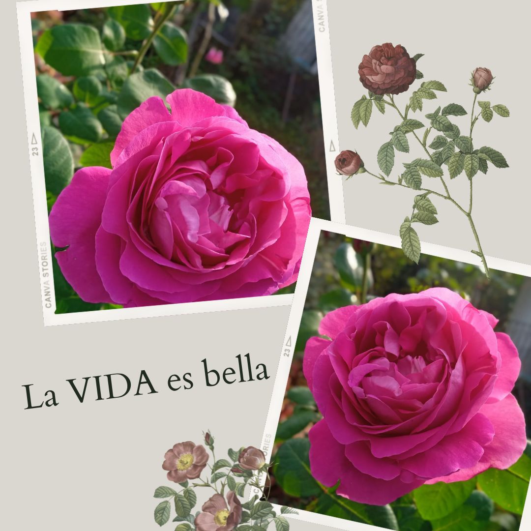 Post de Instagram decoración casa de campo con imágenes y flores colores suaves (1).jpg