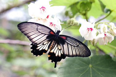 smal butterfly.jpg