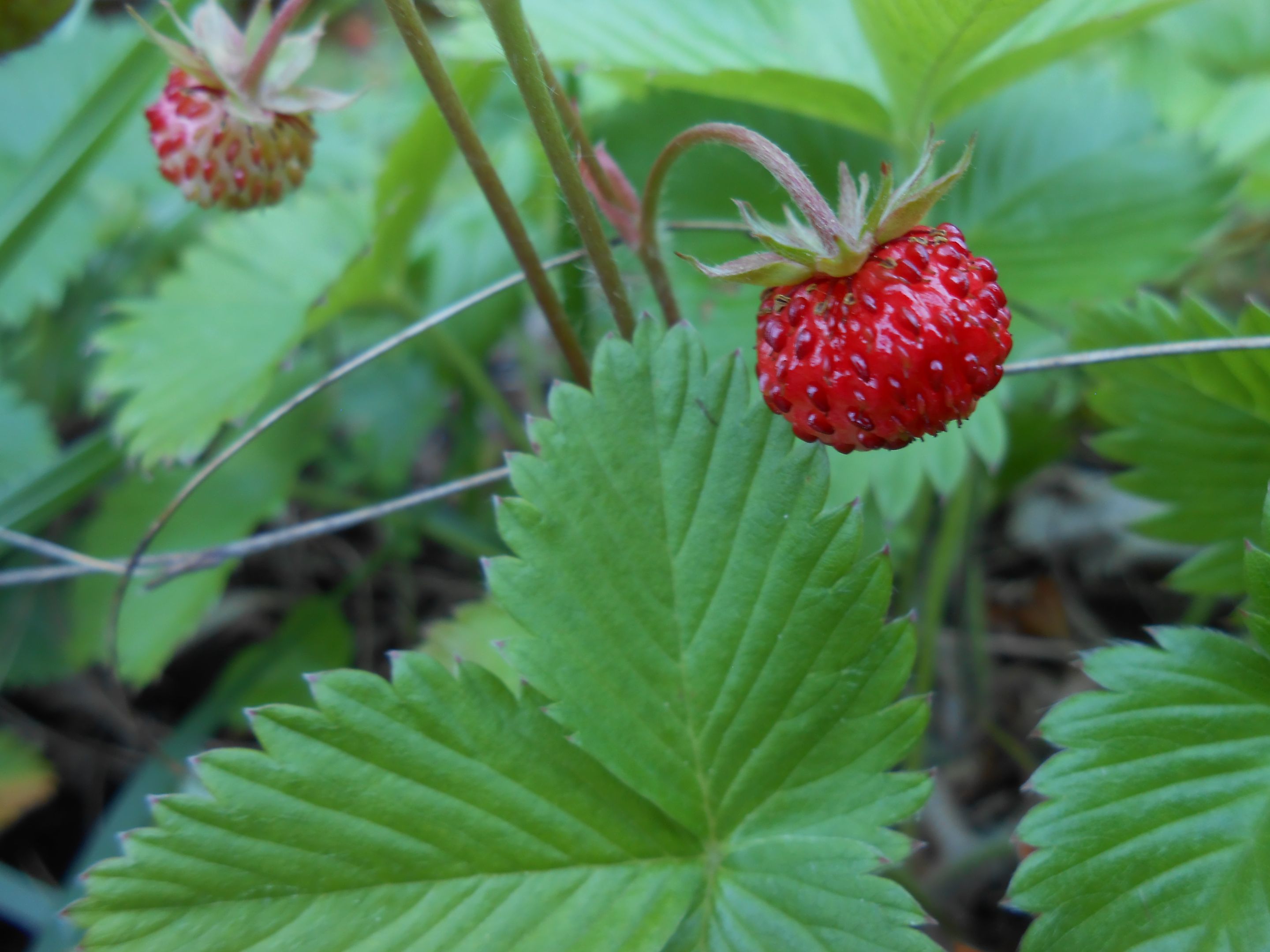 DSCN3568.JPG