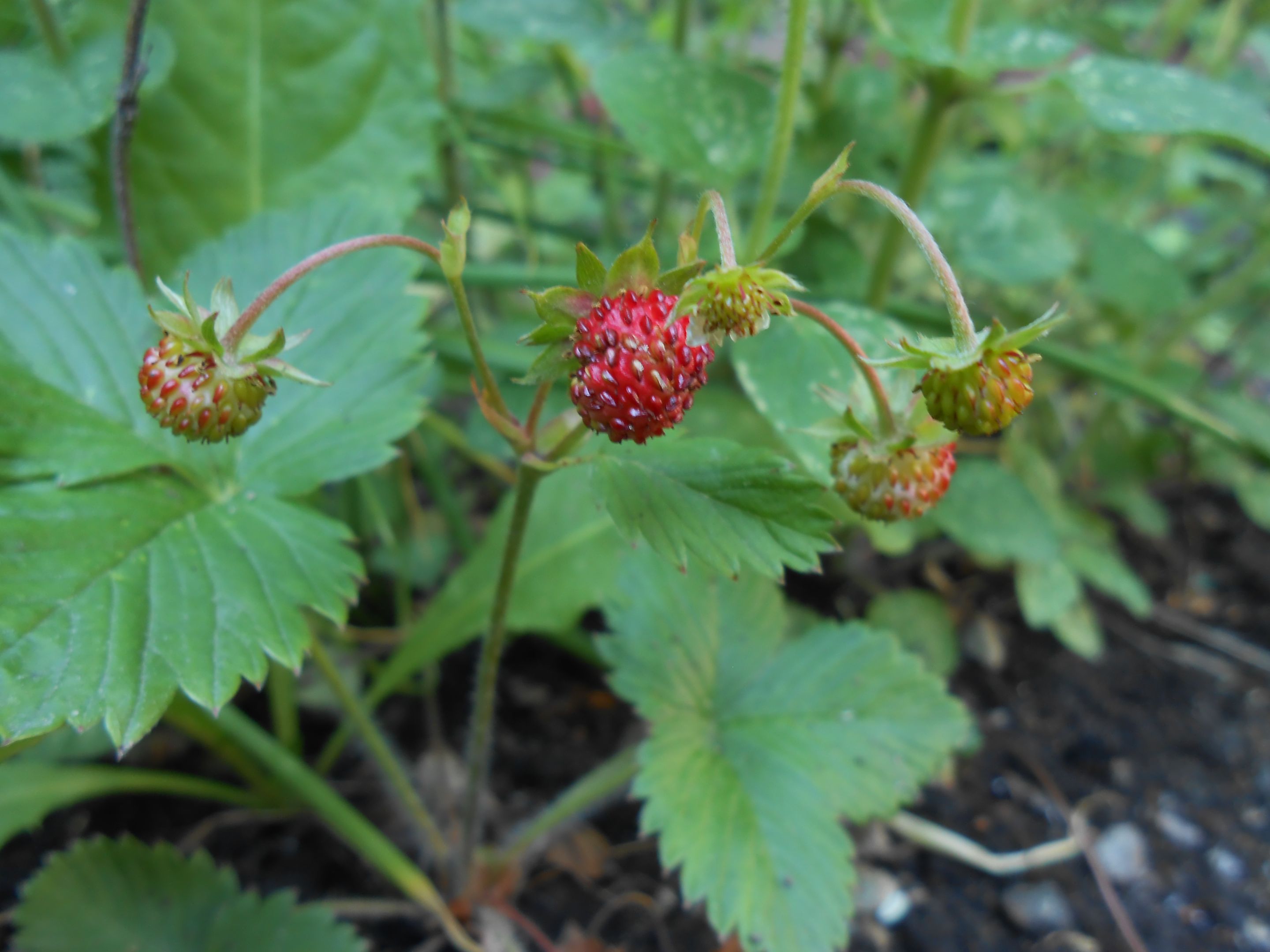 DSCN3559.JPG