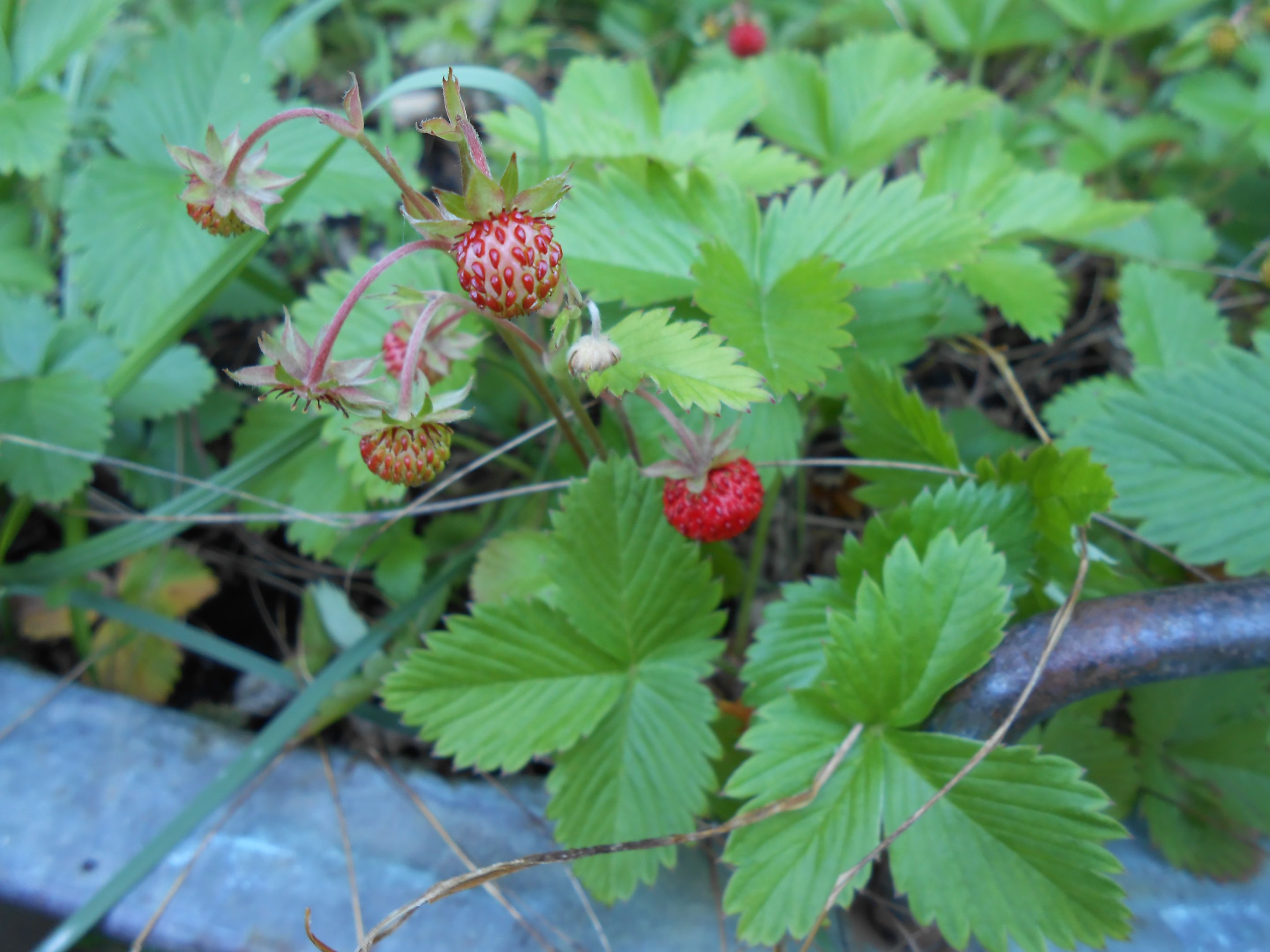 DSCN3572.JPG