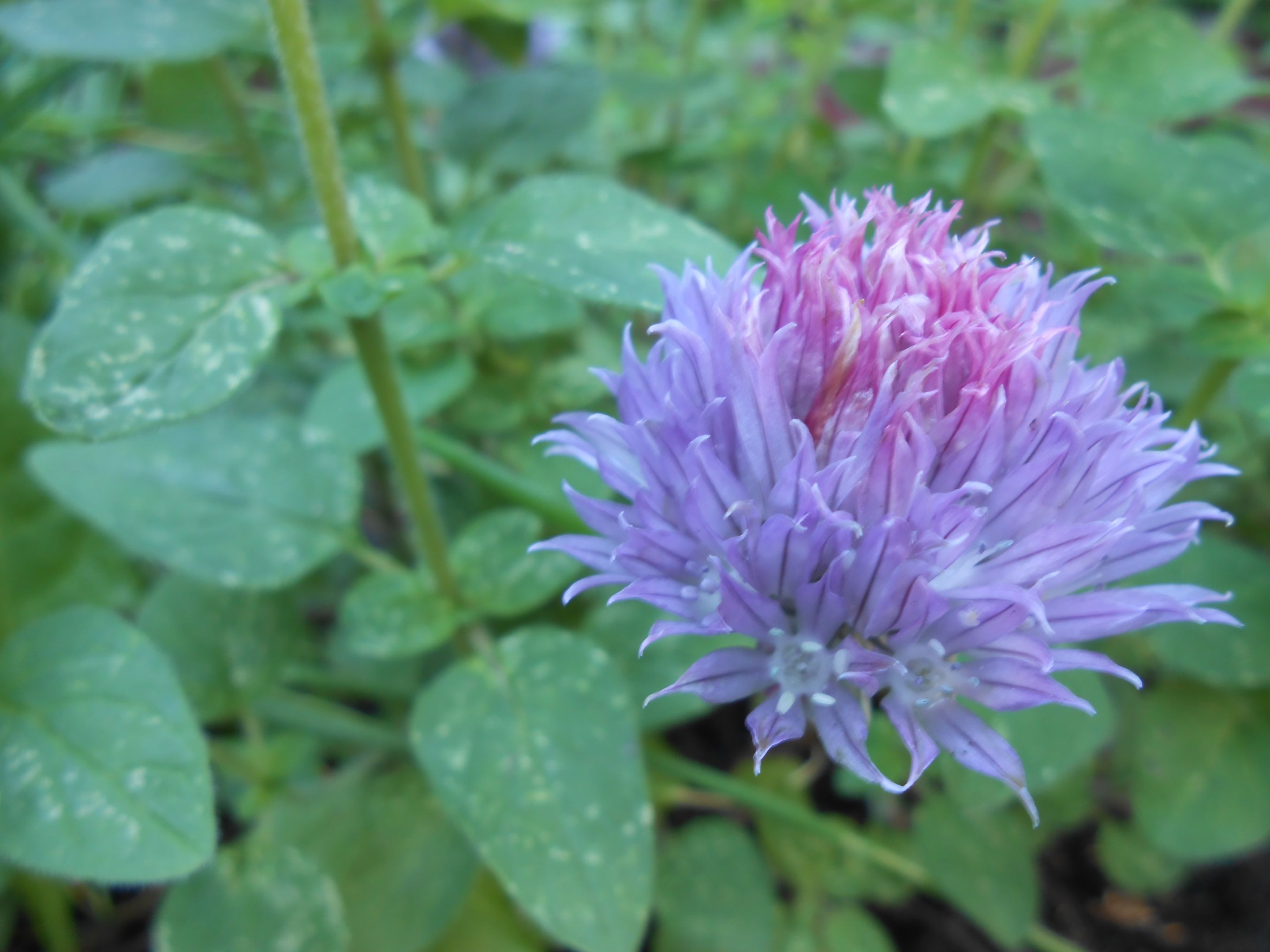 DSCN3555.JPG