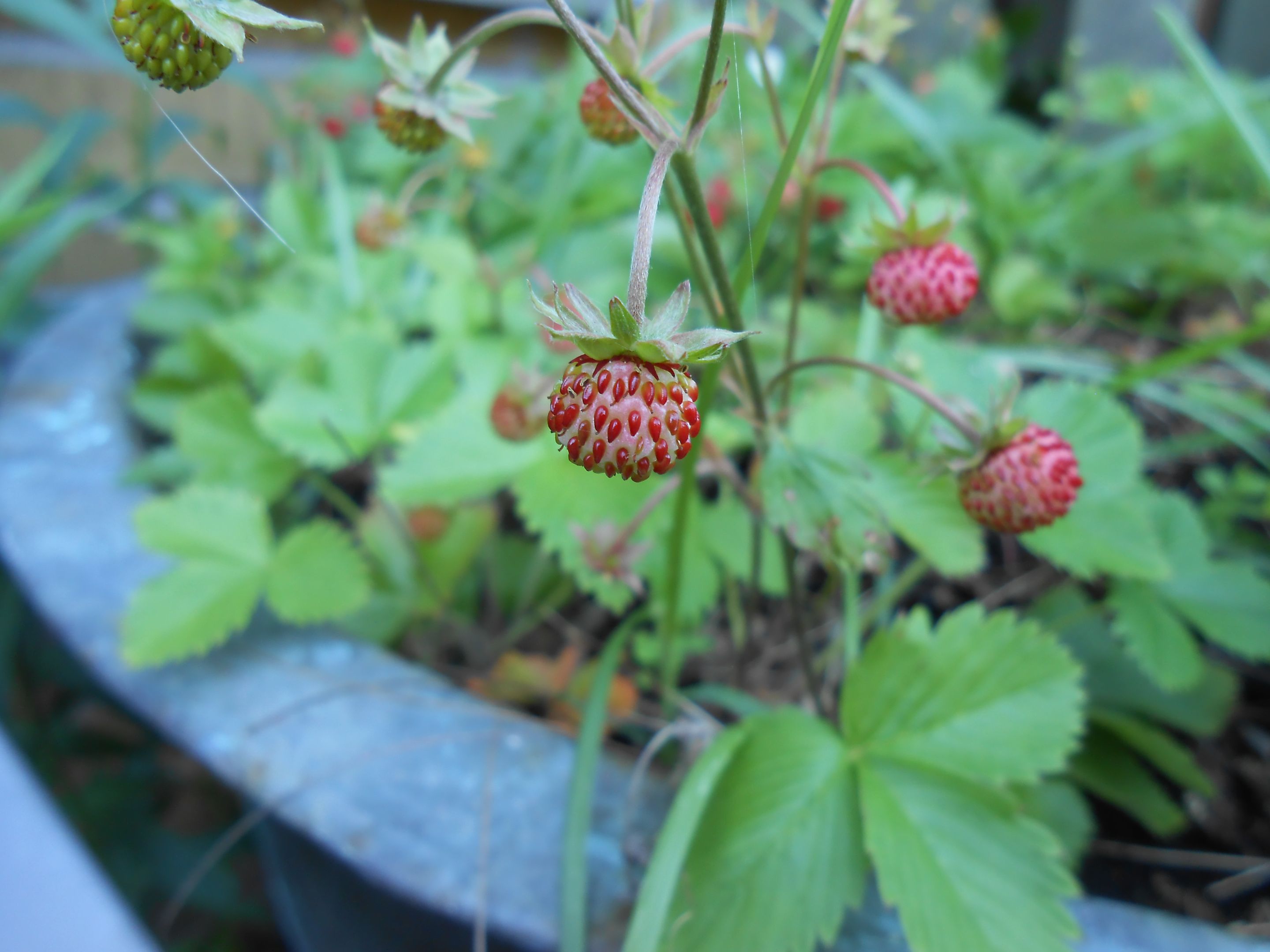 DSCN3574.JPG