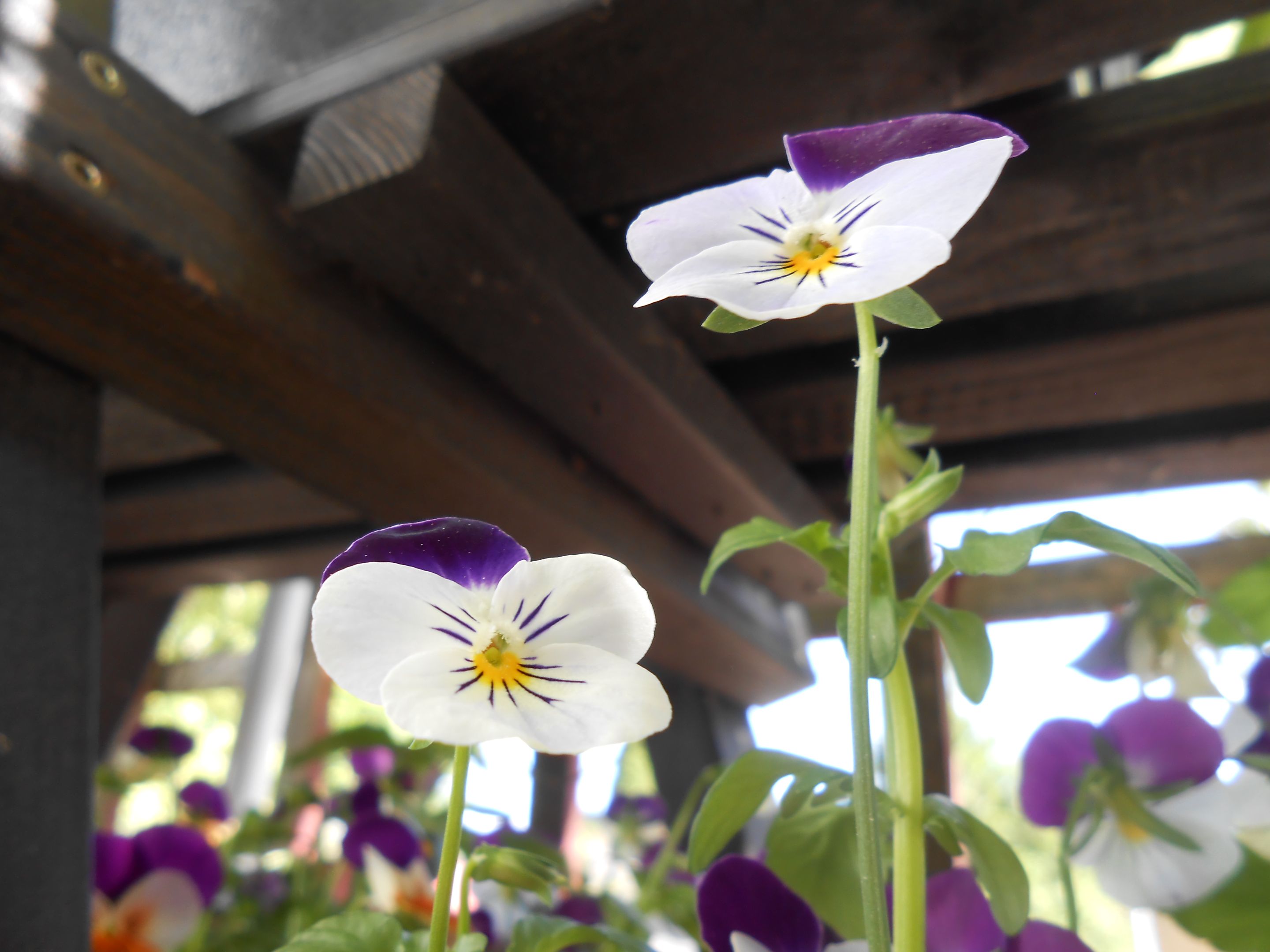 DSCN3486.JPG