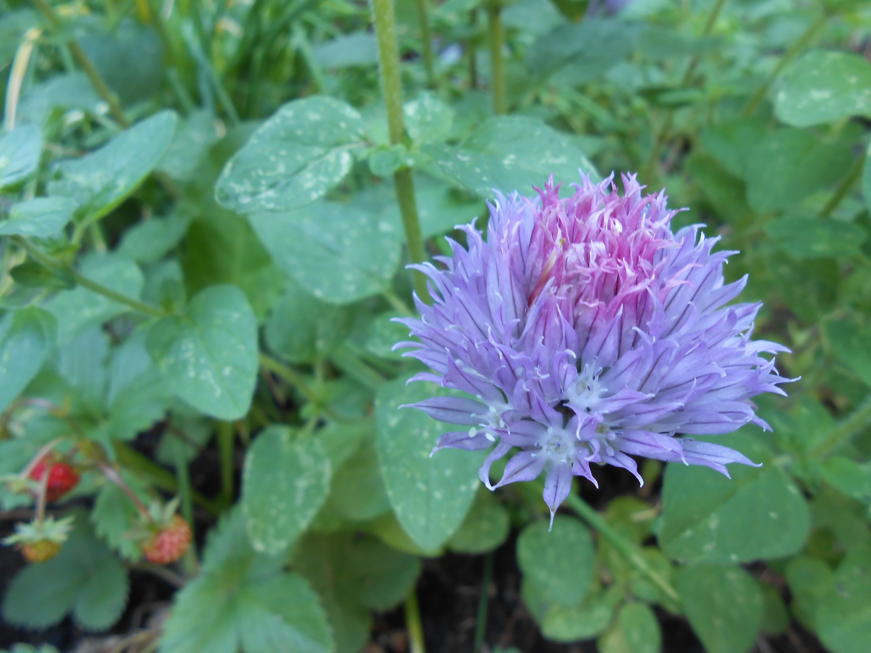 DSCN3566.JPG