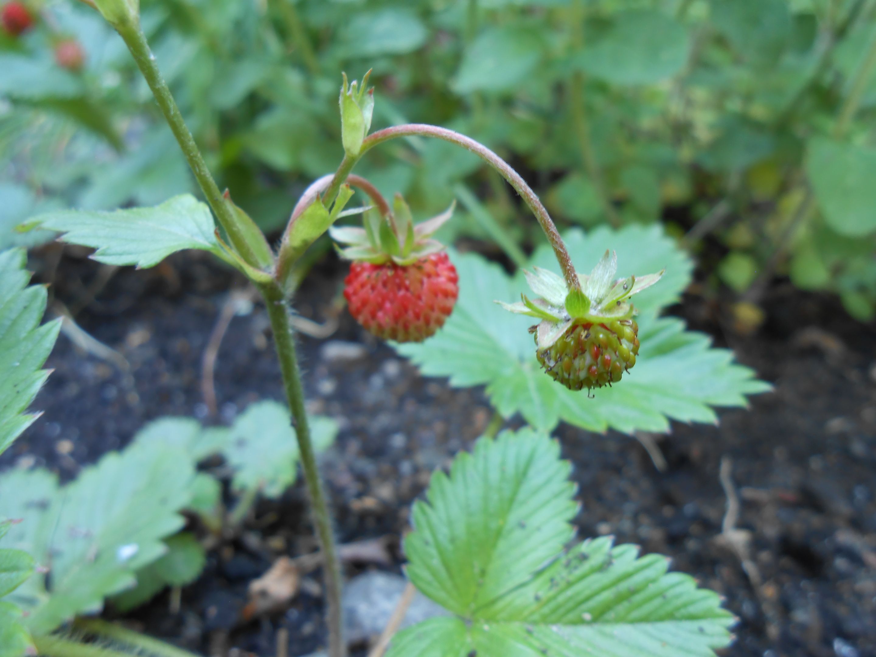 DSCN3567.JPG