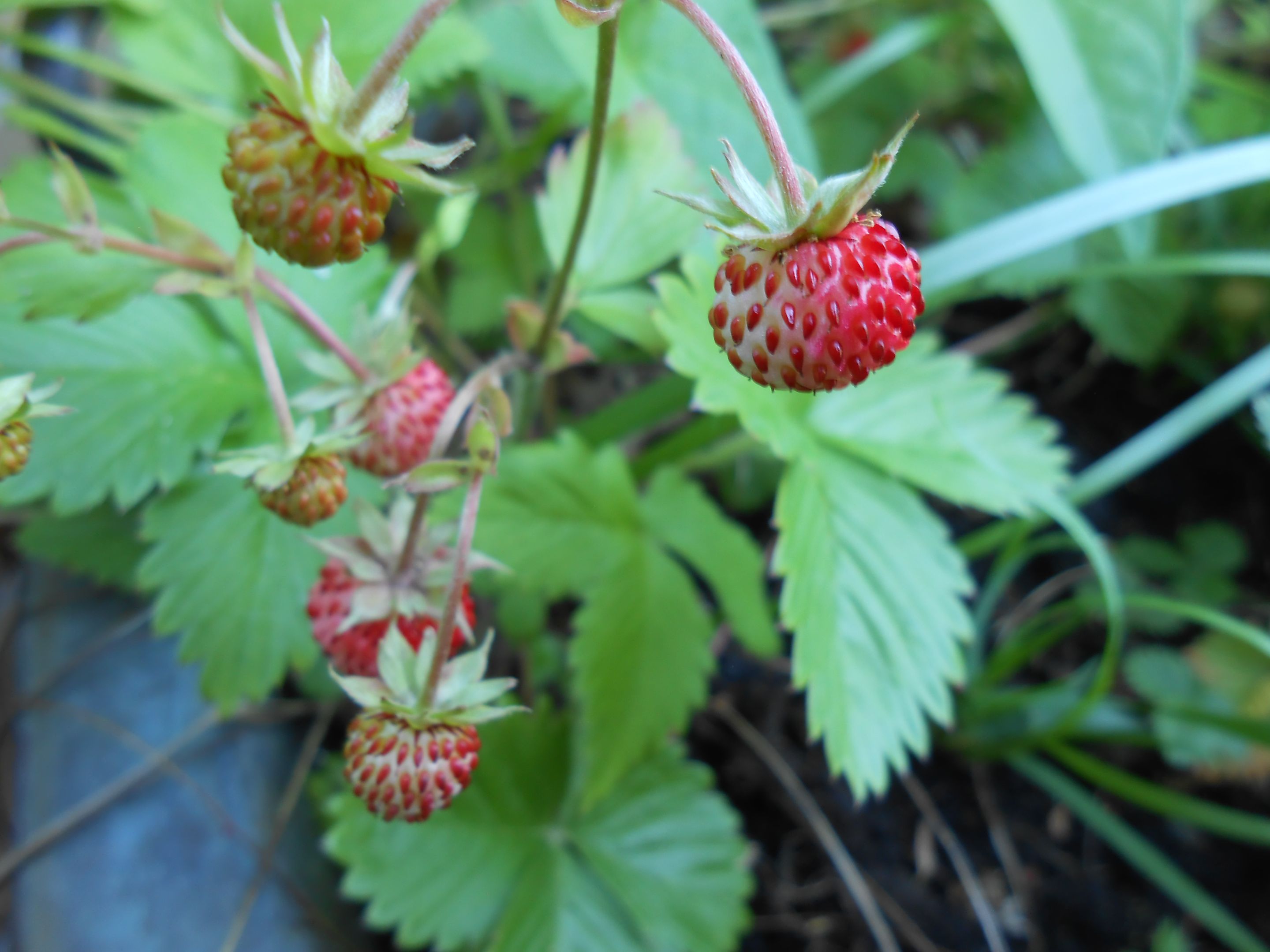 DSCN3576.JPG