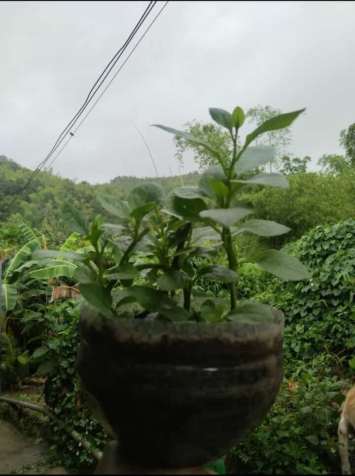 1000020406.jpg