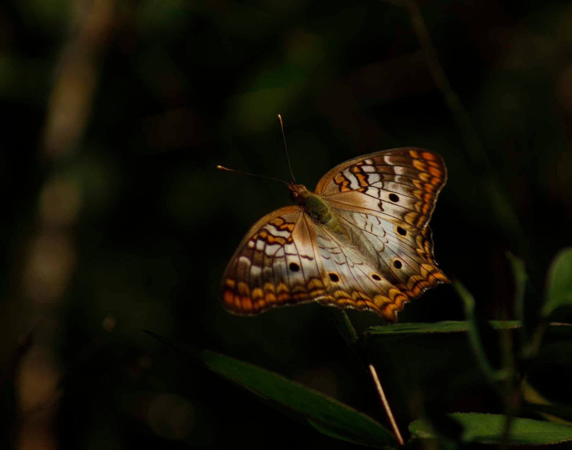 _MG_0231.CR2.jpg