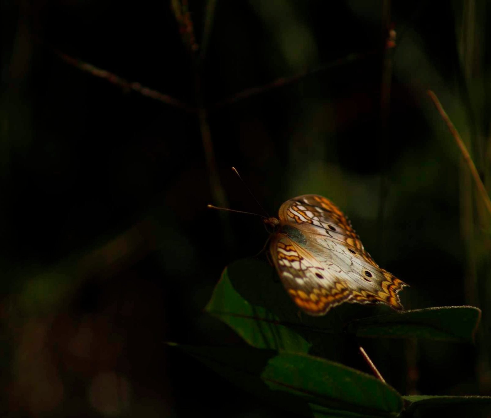 _MG_0228.CR2.jpg