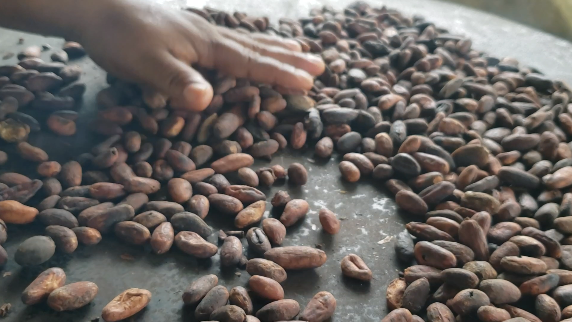 beans1.png