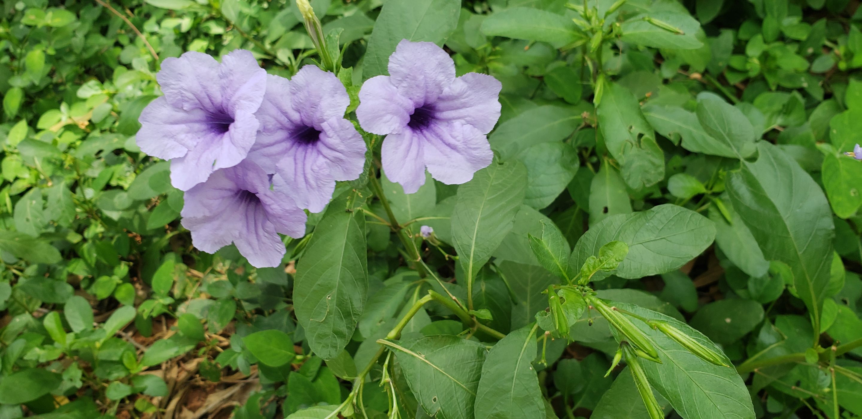 20190903_104019.jpg