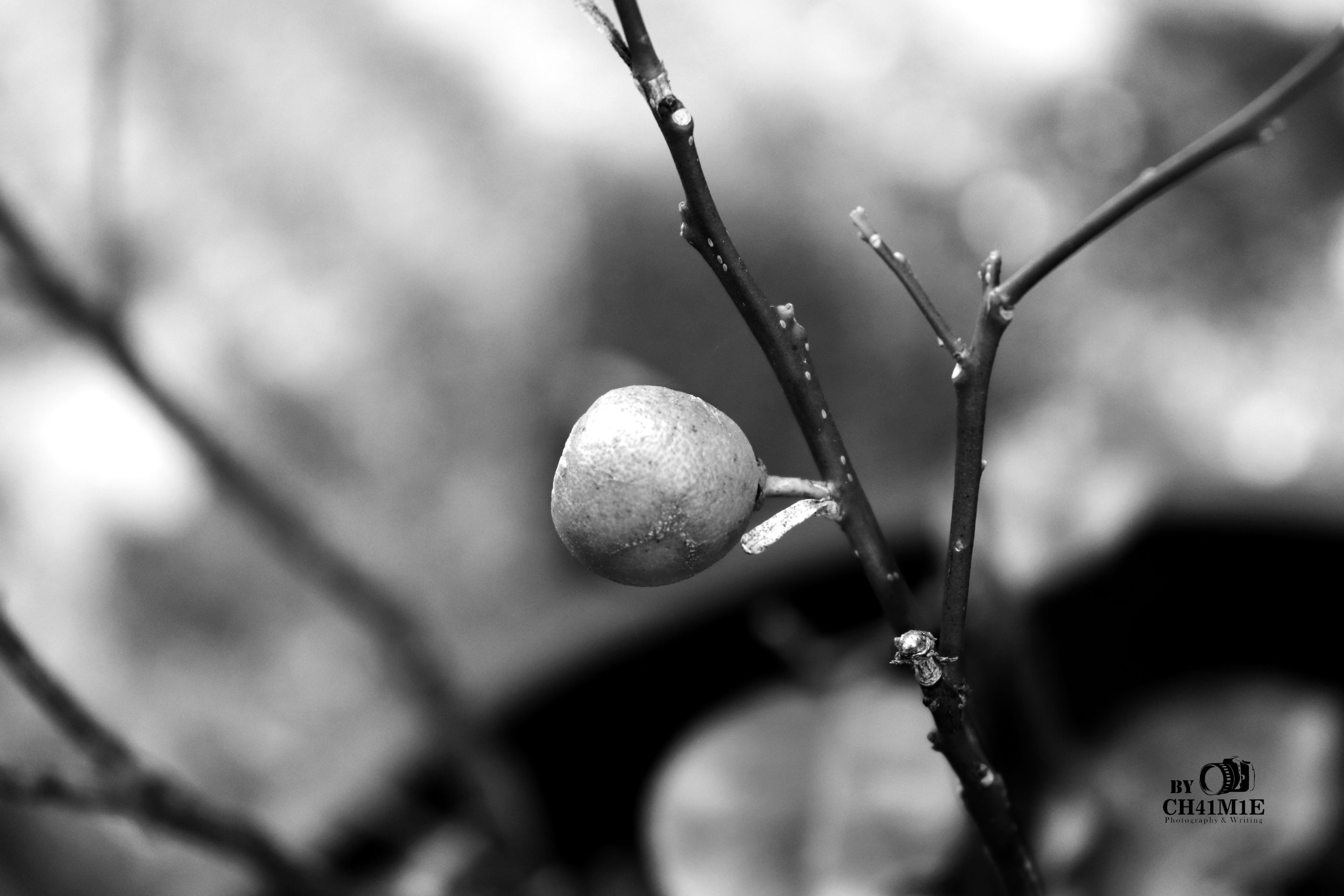 Buah (1).JPG
