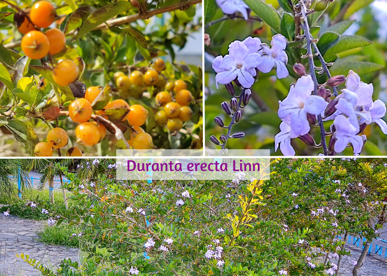 Duranta erecta Linn (1).png