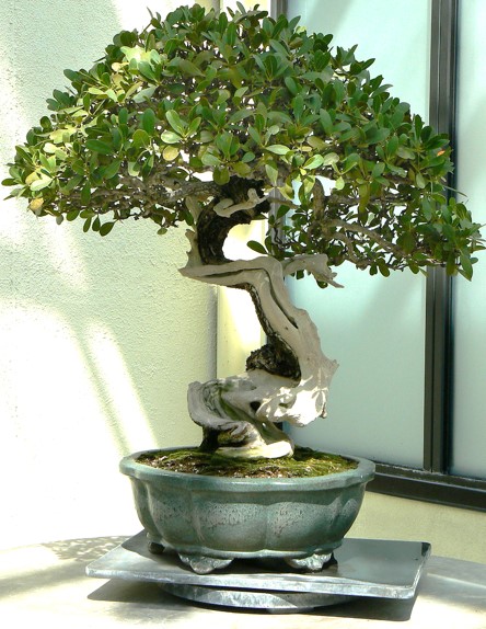 bonsai.jpg