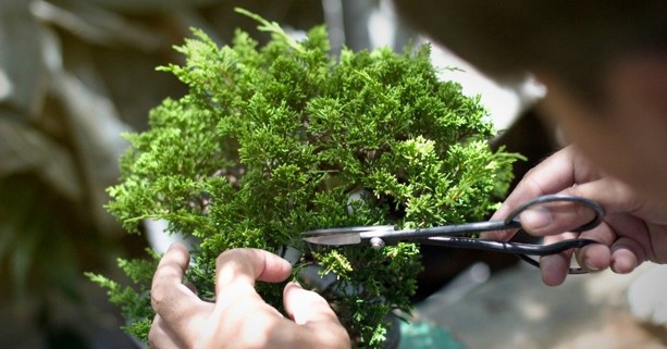 bonsai 3.jpg