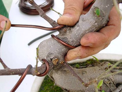 bonsai 1.jpg