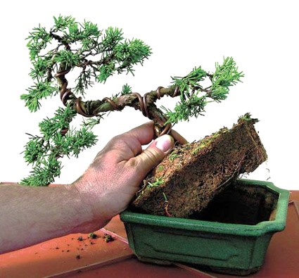 bonsai 4.jpg