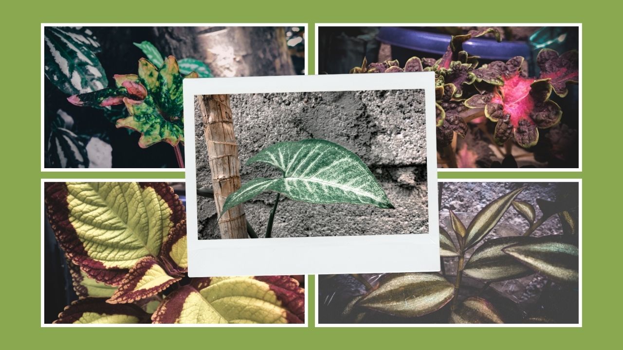Plant Photography - Banner.jpg