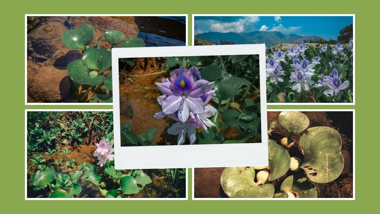 Water Lily - Banner.jpg