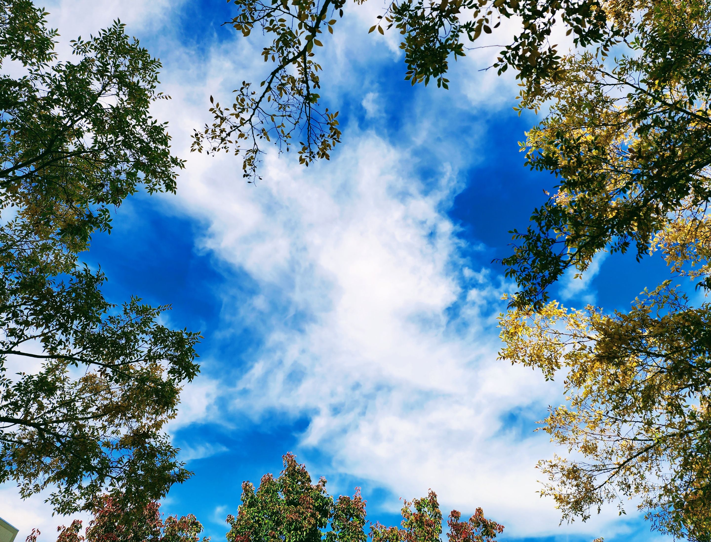 Green, or maybe blue with a tinge of green