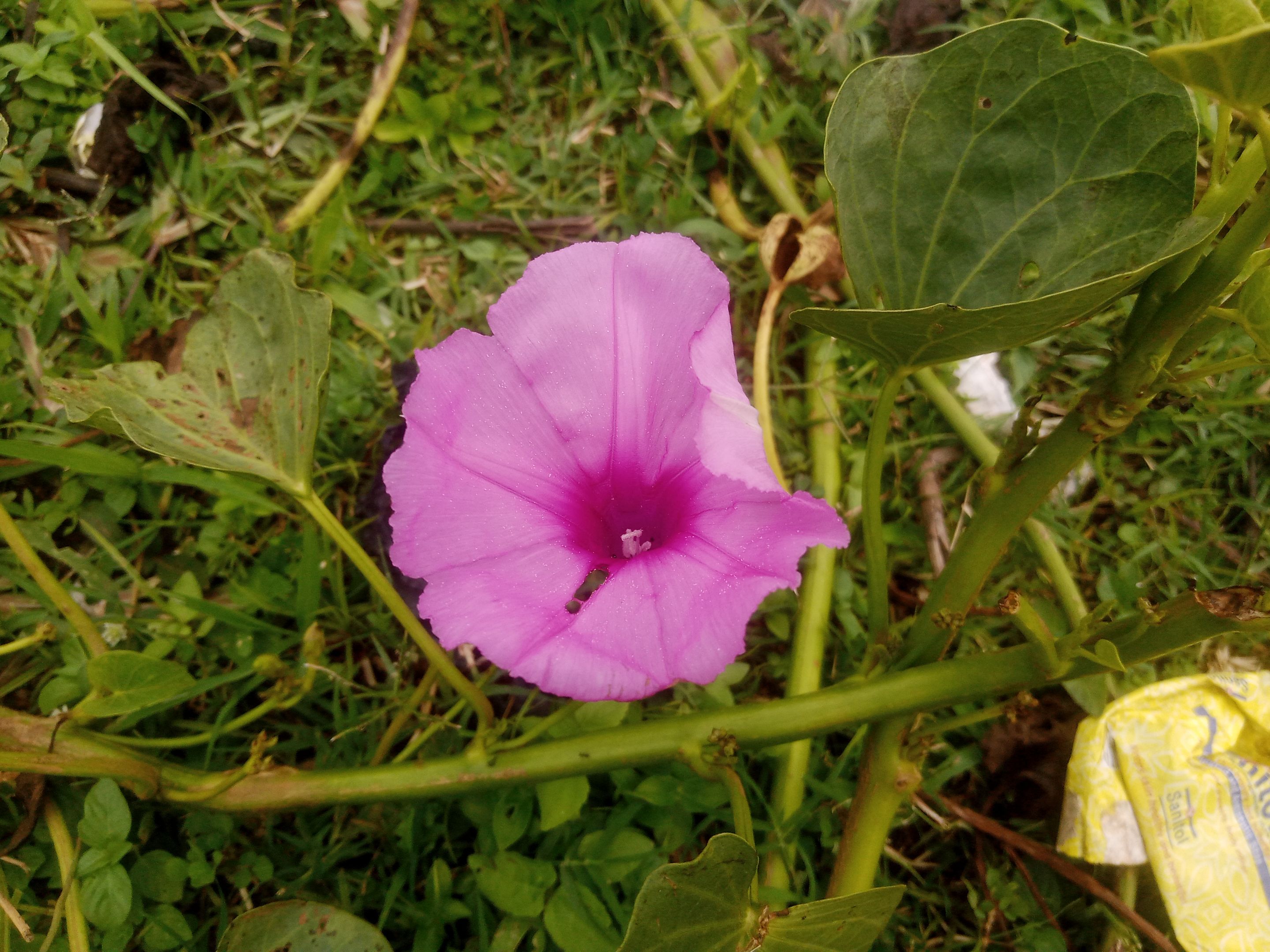 IMG_20250717_125356_385.jpg