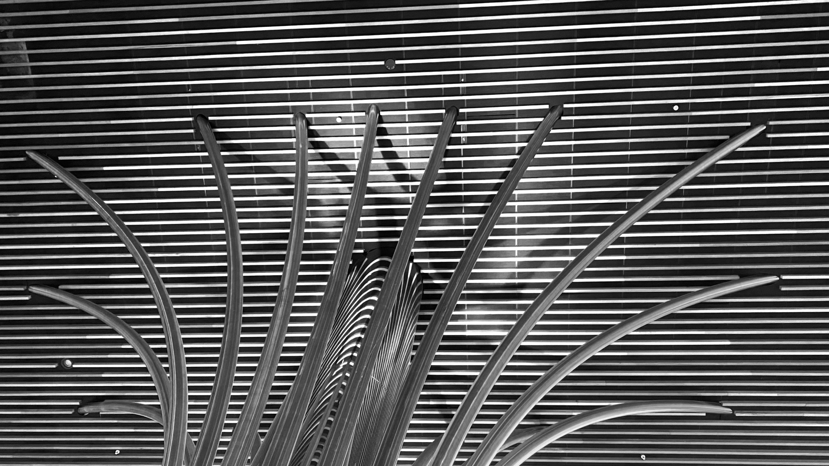 LINES.png