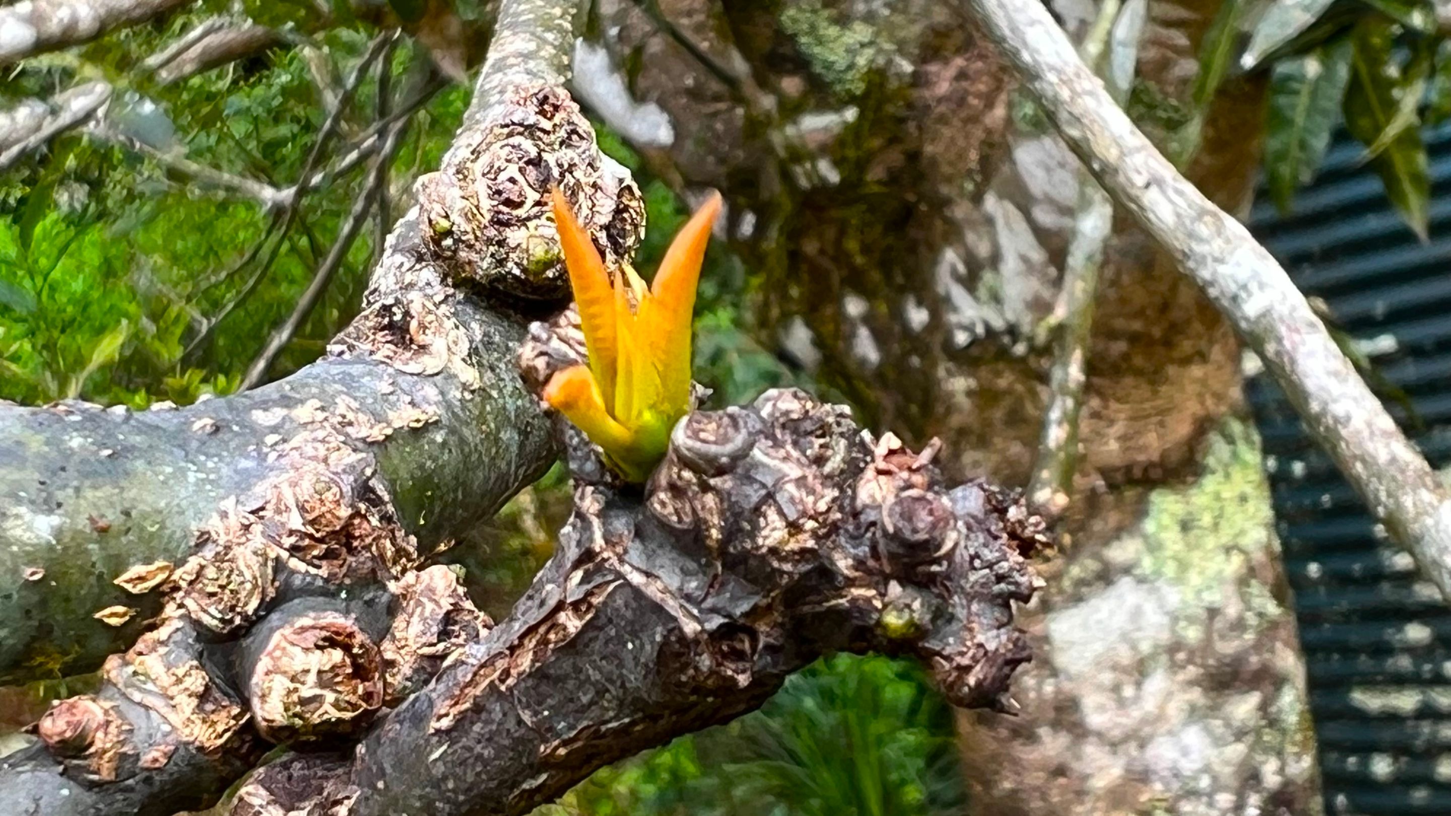MANGO SHOOT.jpg