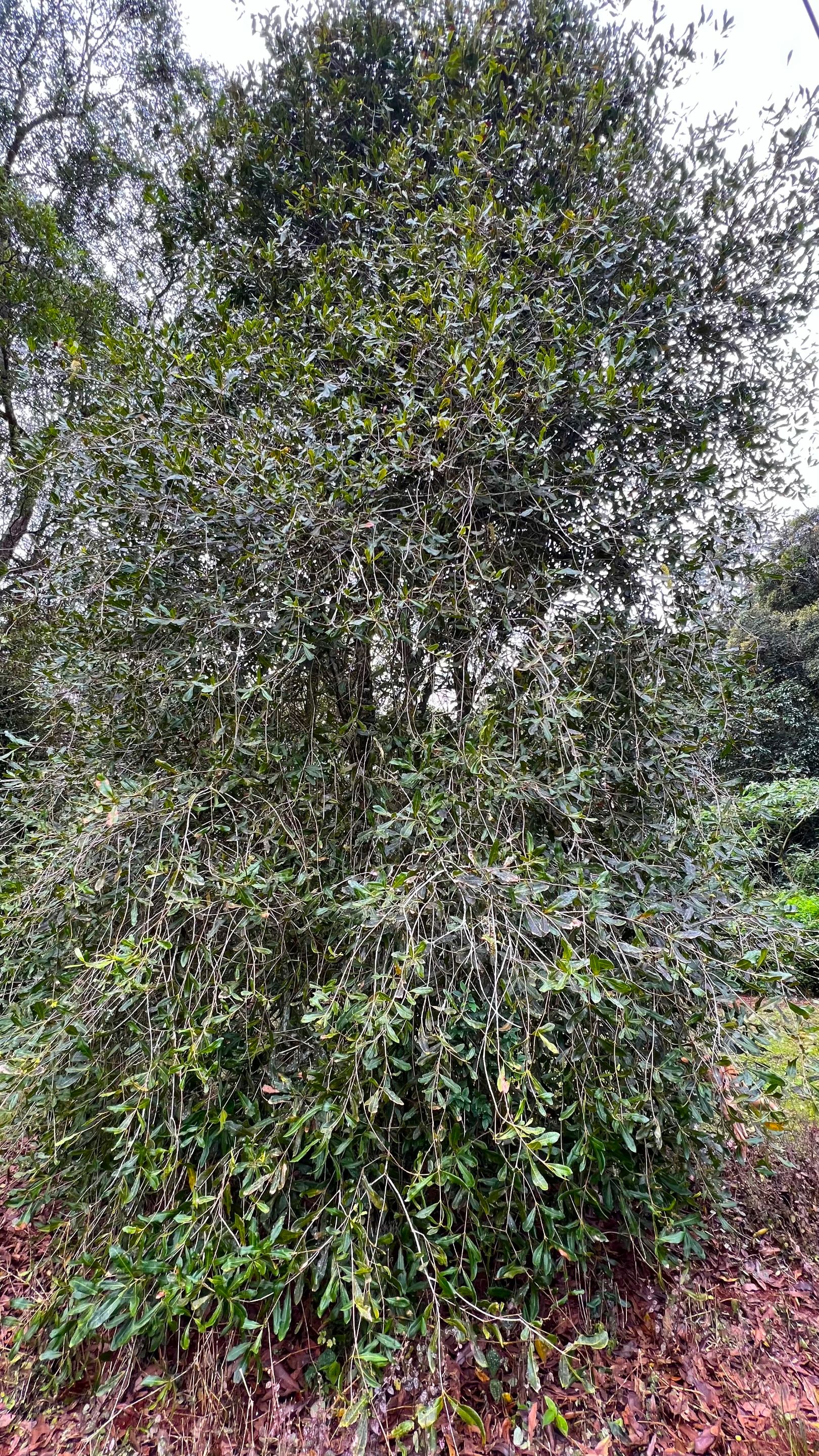 CHESTNUT TREE.jpg