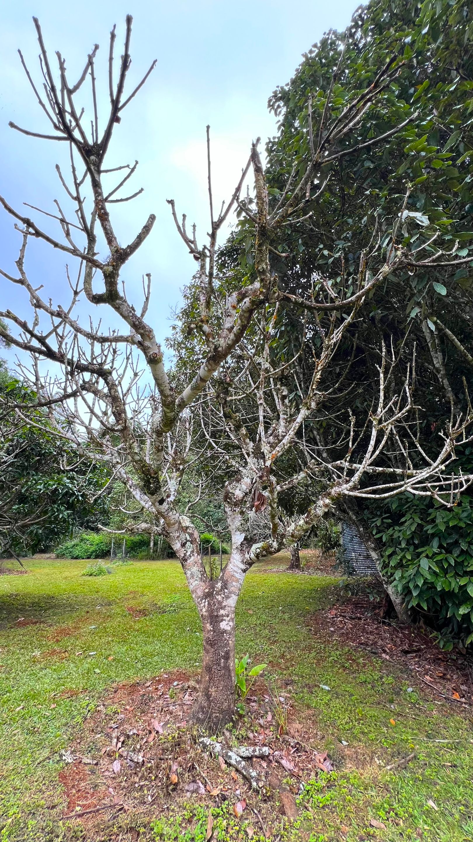 DEAD MANGO TREE.jpg