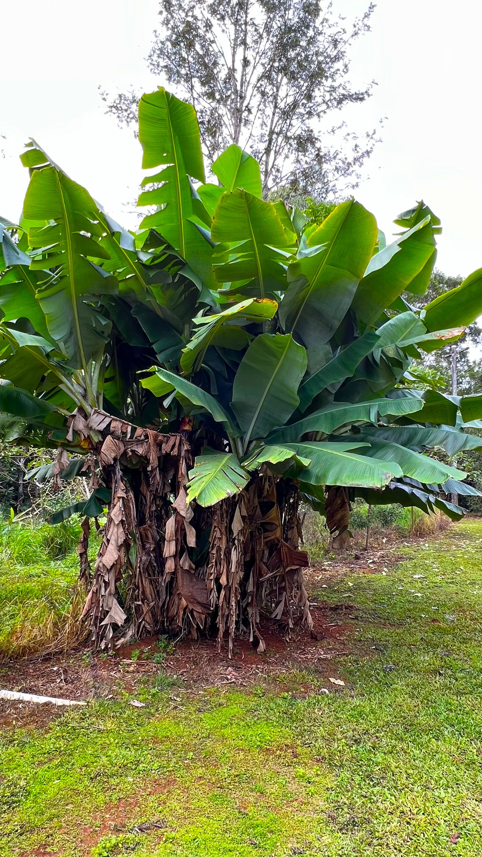 BANANA TREE.jpg