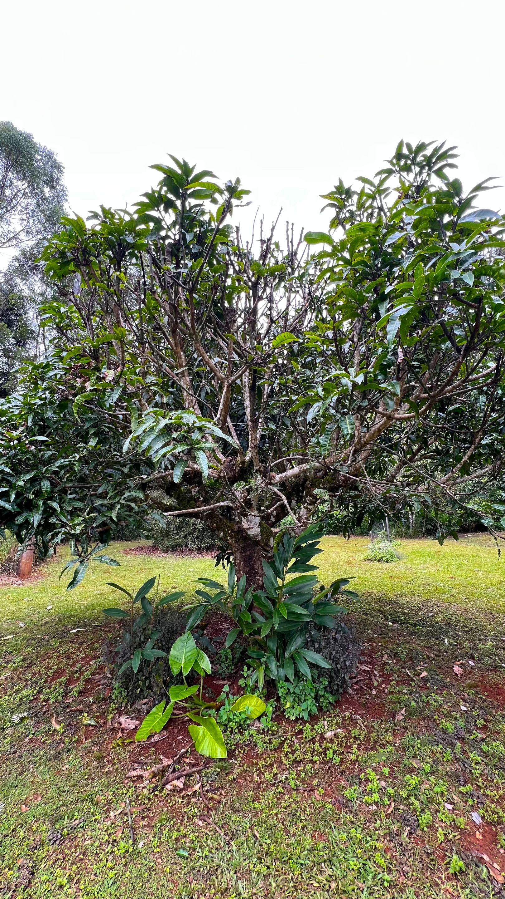 AVOCADO TREE.jpg