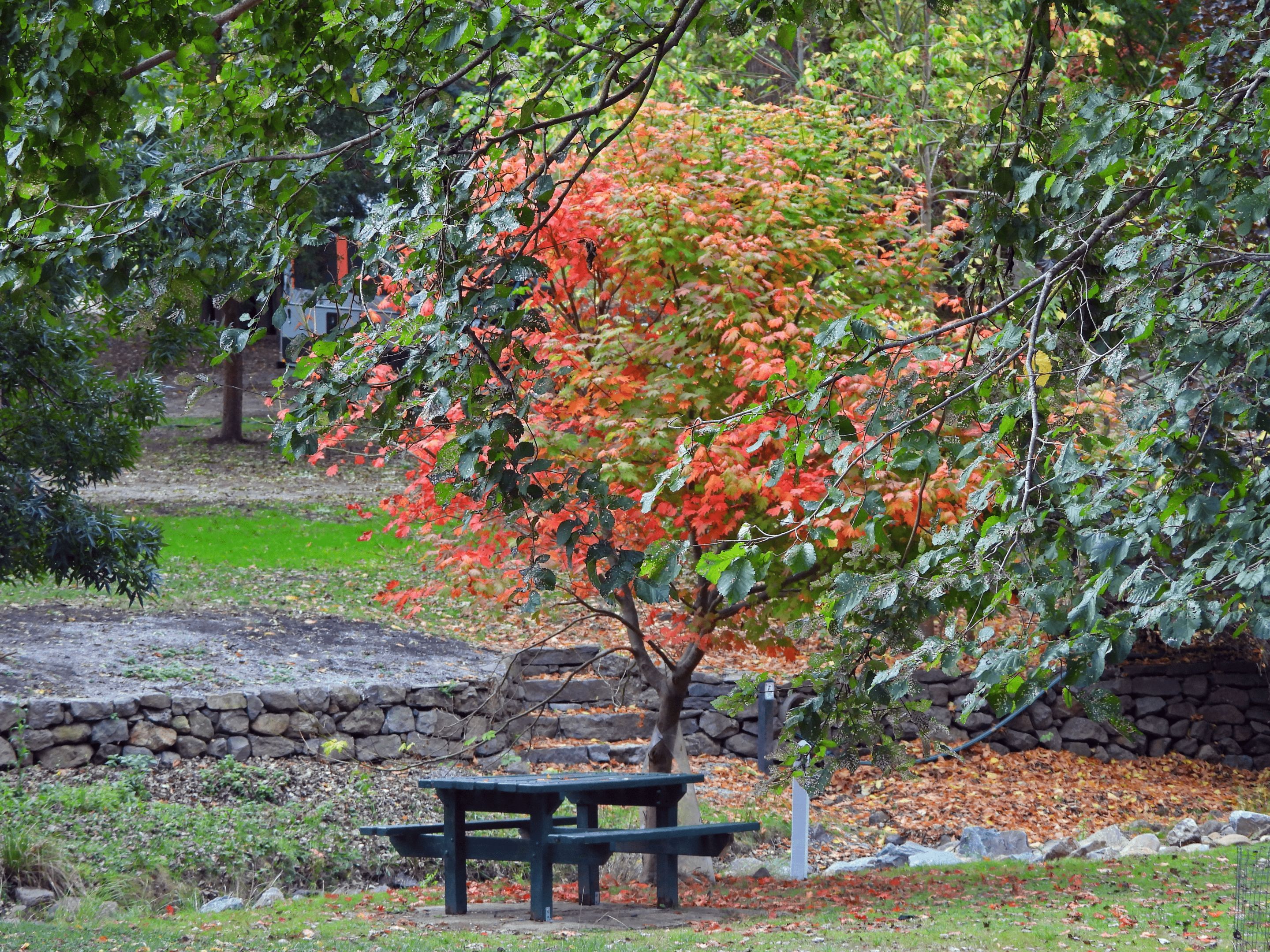 COLOURED TREE AND PICINIC TABLE.png