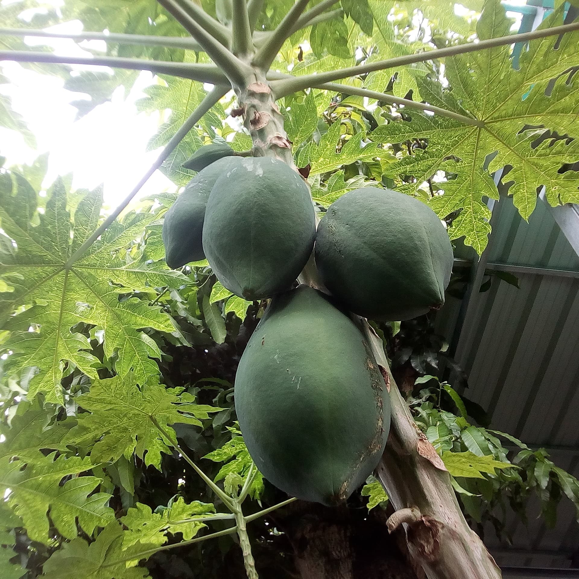 gardenpapayya.jpg